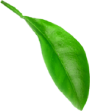 leaf 1